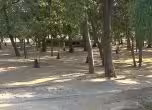 Горичката