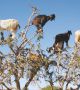 Козите пасат от аргановото дърво в югозападната част на Мароко. Десет до 20 кози едновременно могат да се ровят в дърветата, достигащи 10 метра.
  Снимка: Garrido / EBD-CSIC
