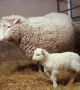 На 5 юли 1996 е родена овцата Доли
