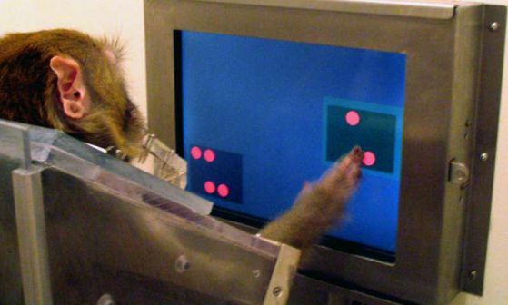 Маймуна прави избор в експеримента за тестване на математическите й умения.