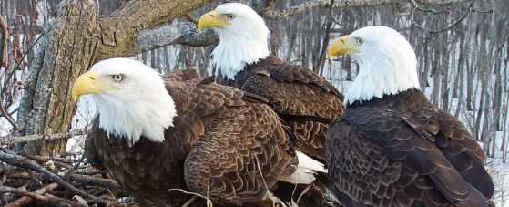 Трите орела в гнездото си. Кредит: служители на защитената зона Upper Mississippi River Refuge/National Audubon Society