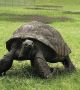 190-годишният Джонатан е най-старата костенурка (видео)
