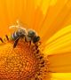 За климата, пчелите и хората