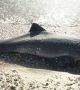 Хиляди черноморски делфини загиват от наранявания, свързани с войната (видео)