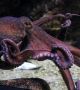 Octopus vulgaris, обикновен октопод