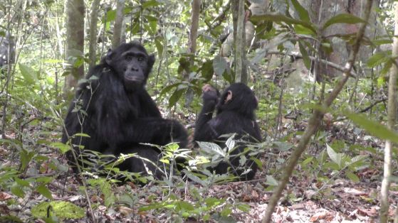 шимпанзета се научиха да копаят кладенци