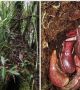 Nepenthes pudica