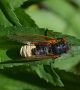 "Живите мъртви" щурци, мравки, бръмбари, мухи и цикади