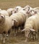Овцете са изненадващо демократични и сменят своите лидери