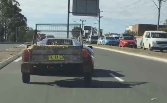 Lamborghini Murcielago тегли ремарке с кози (видео) 
