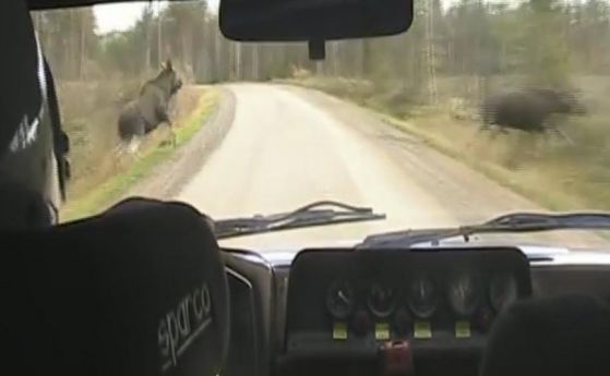 Рали пилот прелетя на сантиметри от семейство лосове (видео)