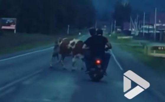 Пияни руснаци с мотопед се натресоха в крава (видео)