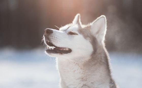 Дивото зове - ще отговори ли кучето ви? Необичайно изследване на реакциите на кучетата на вълчи вой (видео)