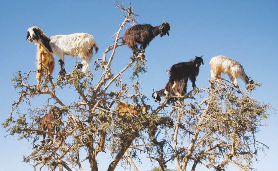 Катерещите се по дърветата кози плюят семената им и така ги разсаждат 