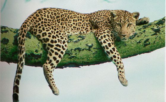 Алън Тюринг за леопардовите петна и ивиците на зебрата