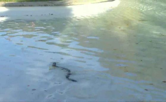 Водна змия-робот "надушва" замърсяването (видео)