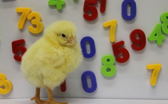 Пилетата броят отляво надясно, точно като хората, показва проучване (видео)