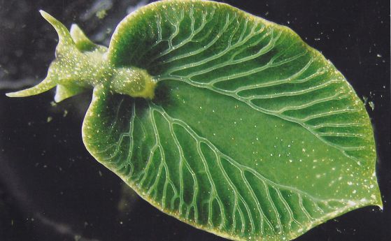 Морски гол охлюв краде гени от водорасли