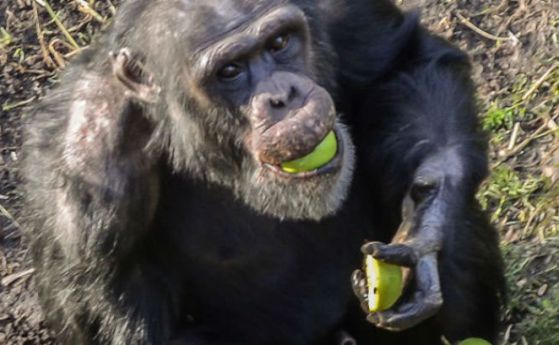 Шимпанзетата могат да учат "чужди езици" (видео)