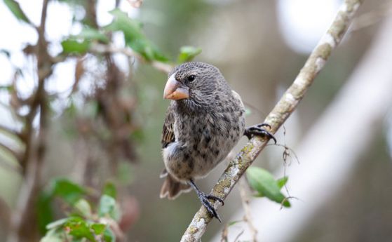 Геномите на дарвиновите чинки описват адаптацията и развитието на птиците
