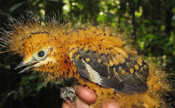 Амазонски пилета се преструват на гъсеници, за да се защитят от хищници (видео)