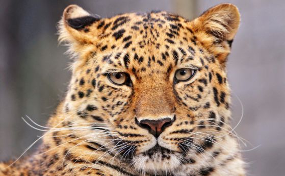 Амурските леопарди са вече 57 (видео)