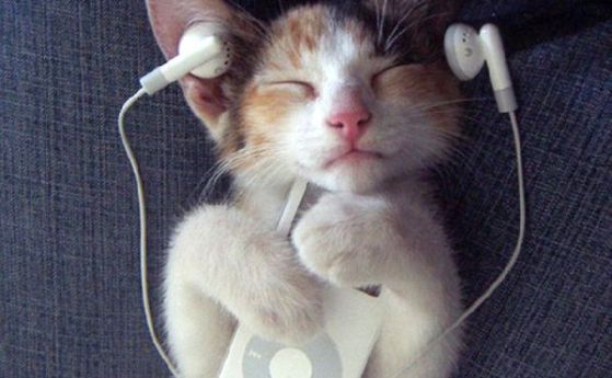 Учени са създали специална музика за котки (аудио/видео)