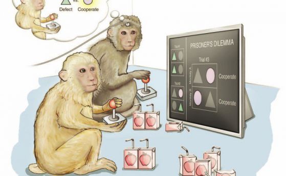 Учени са определили кои неврони предсказват поведението на другия. Маймуни пред  "дилемата на затворника".