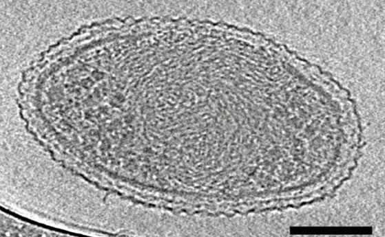 Учени са заснели най-малката бактерия