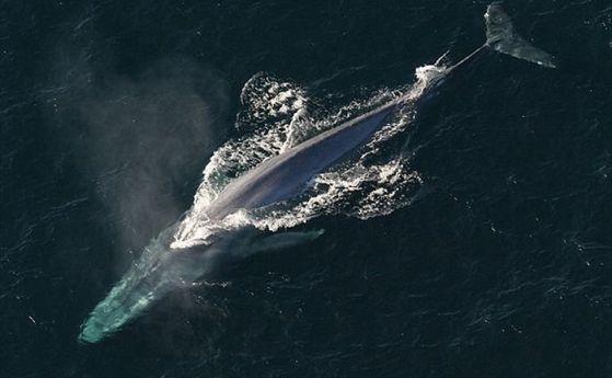 Песните на сините китове се чуват на 1000 км разстояние (аудио)