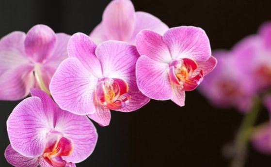 От 14 до 22.03 изложба на орхидеи в Ботаническата градина
