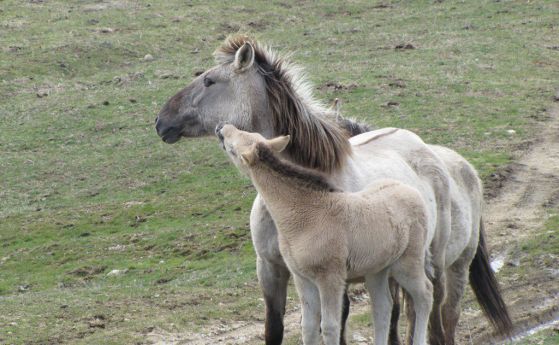 Завръщането на дивите коне в Източни Родопи
