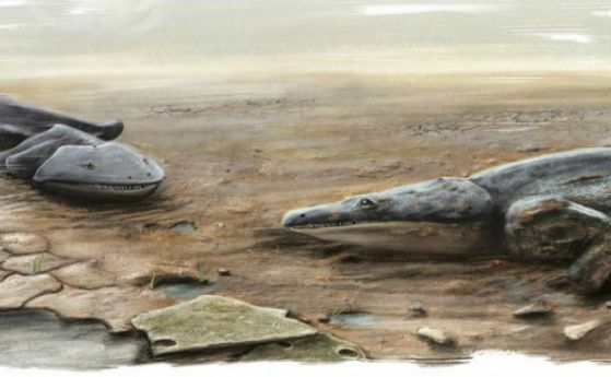 Намерени са останки на гигантски саламандър, съвременник на динозаврите