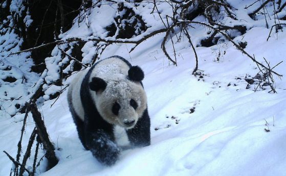 За първи път са проследили живота на дивите панди в естествена среда