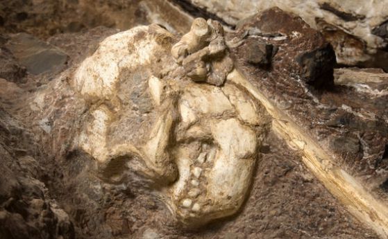 Определен е най-старият скелет на хоминид -  "Малката стъпка" на 3, 7 милиона години