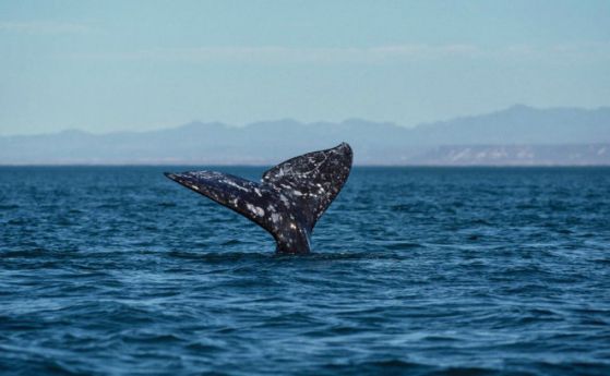 Сив кит е рекордьор по далечна миграция