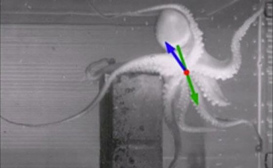 Биолози са открили тайната на движенията на октопода