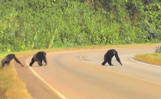 Шимпанзетата се оглеждат, когато пресичат магистрала (видео)