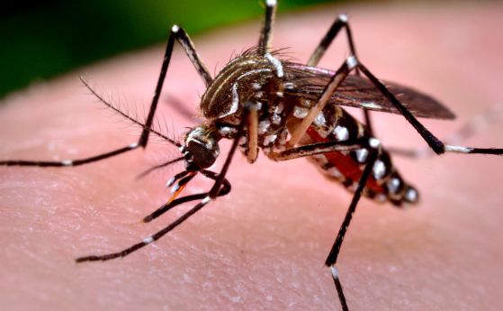 Дали привличаме комарите зависи само от нашите гени