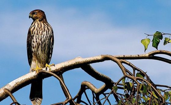 Най-токсичната птица на планетата е намерена около Ванкувър