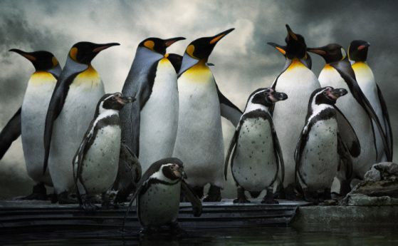 Преди да си излюпят яйцата си, пингвините трупат екскременти (видео)