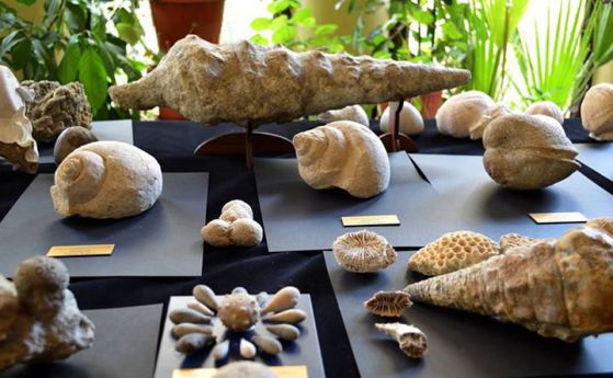 Изложба на фосили в Бургас