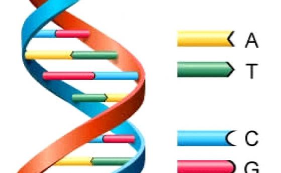 Шеста ДНК база, може би и у по-сложни организми
