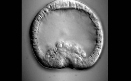 Установено е кой дирижира растежа на ембриона (видео)