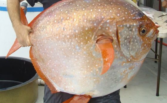 Рибата луна е призната за първата топлокръвна риба