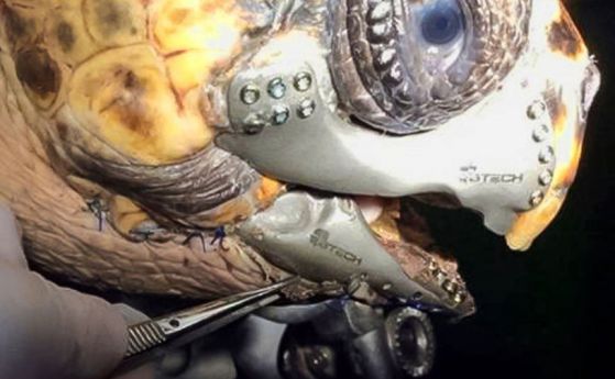 Първата морска костенурка с 3D-напечатана челюст (видео)