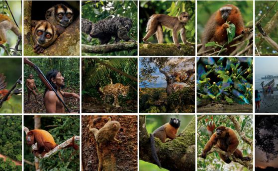 Паркът Ясуни в Еквадор е мястото с най-богато биоразнообразие на Земята (видео)