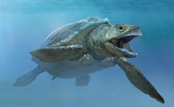 Еволюцията на костенурките