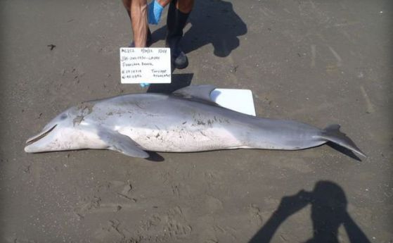 Нефтеният разлив е причинил смъртта на 1400 делфини (видео)