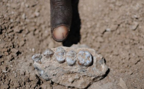 Открит е нов прародител на човека в Етиопия